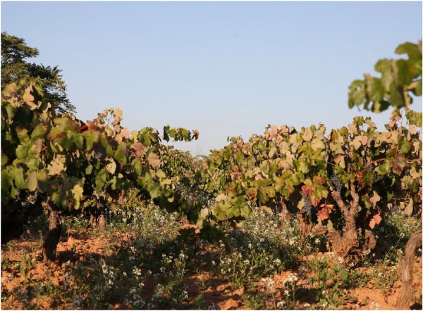 Murviedro vineyard