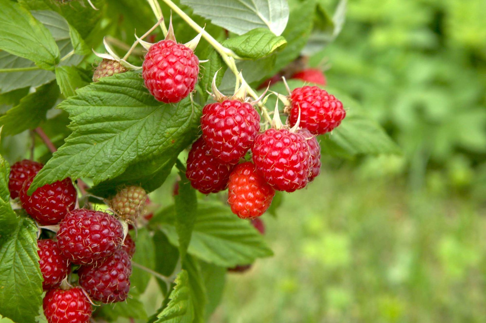 Fruit of the year 2022 The raspberry We re Smart World