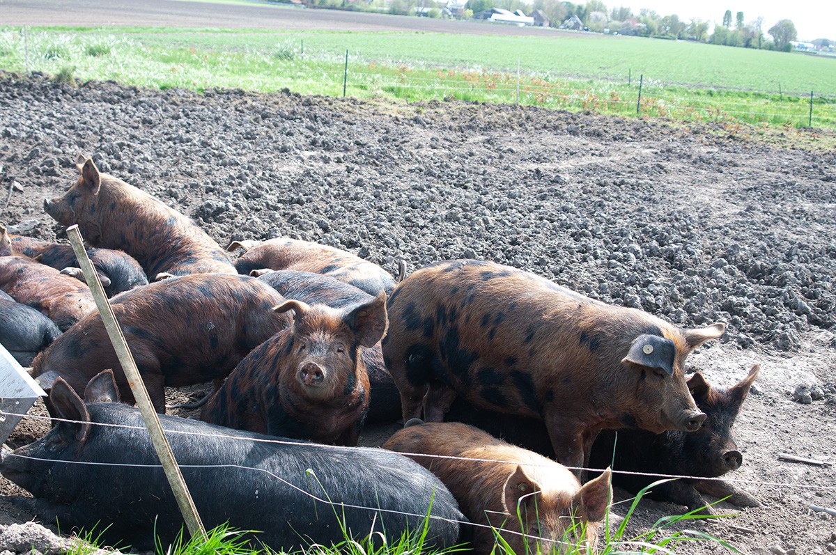 Extraordinary pigs - photo Sheila Struyck