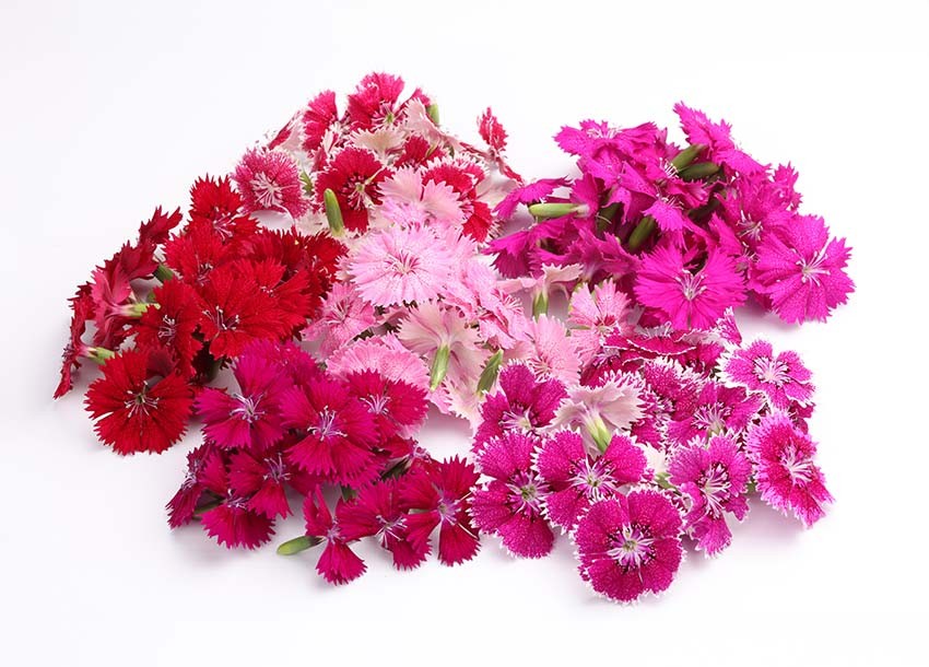 Fivola blossom