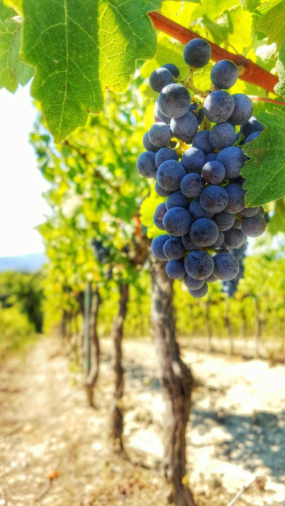 grapes
