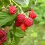 Raspberry fruit of 2022