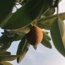 Kiwi fruit of the year 2023