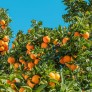 Orange fruit of the year 2025