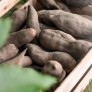 Yacon vegetable