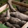Yacon vegetable