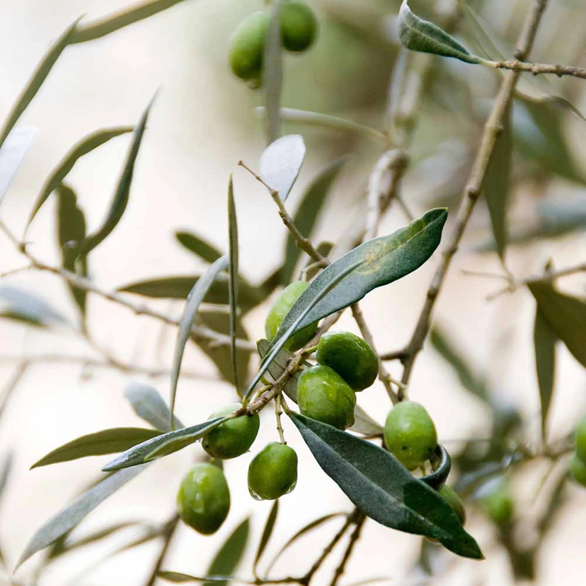 Olives