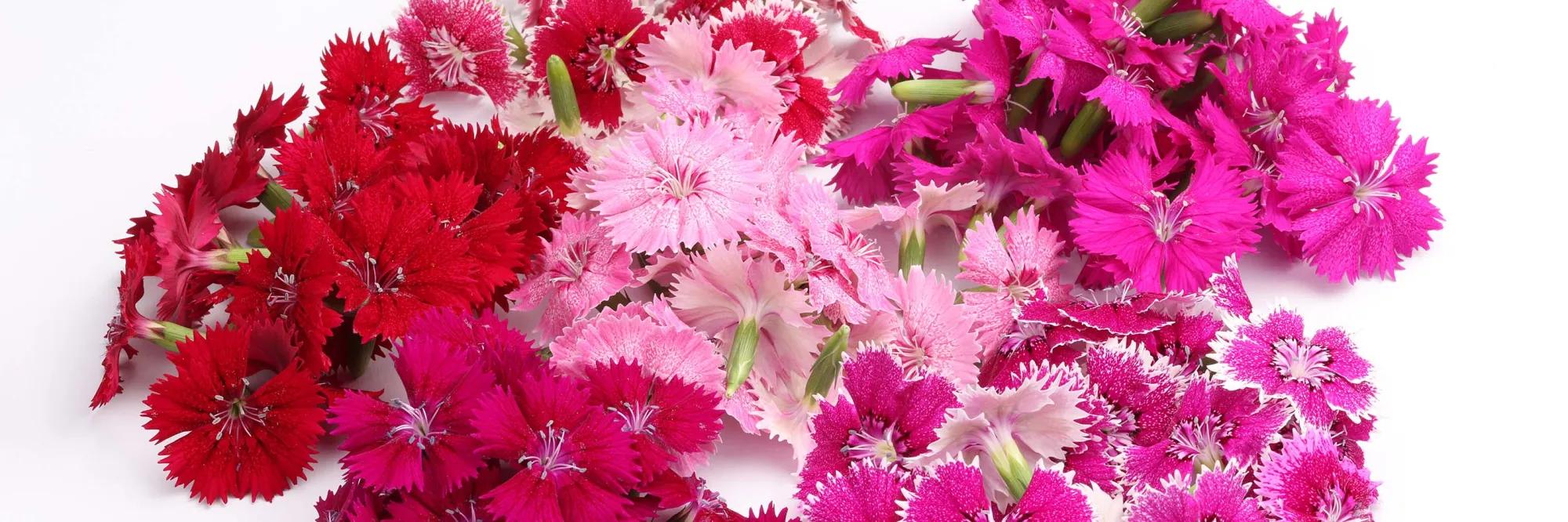 Fivola blossom 