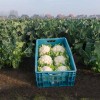 Cauliflower
