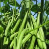 Beans