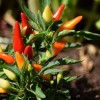 pepper