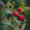 Raspberry