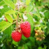 Raspberry