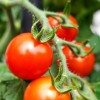Tomato vegetable of the year 2022