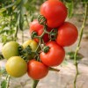 Tomato vegetable of the year 2022