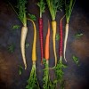 Carrots vegetalbe of the year 2023