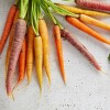 Carrots vegetalbe of the year 2023