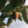 Kiwi fruit of the year 2023
