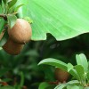 Kiwi fruit of the year 2023