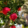 Pomegranate is Fruit Of The Year 2024