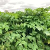 Aroma roots
