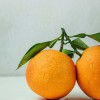 Orange fruit of the year 2025
