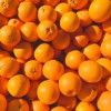 Orange fruit of the year 2025