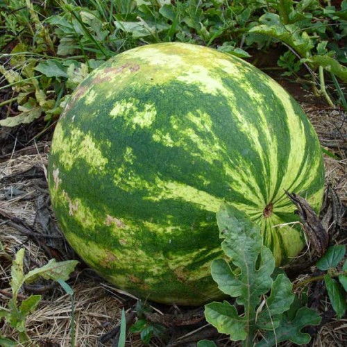 Watermelon