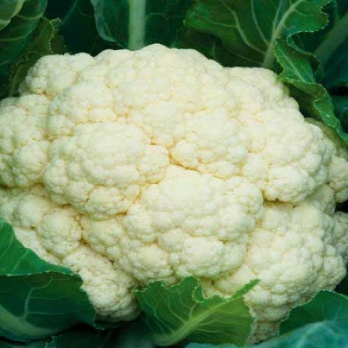 Cauliflower