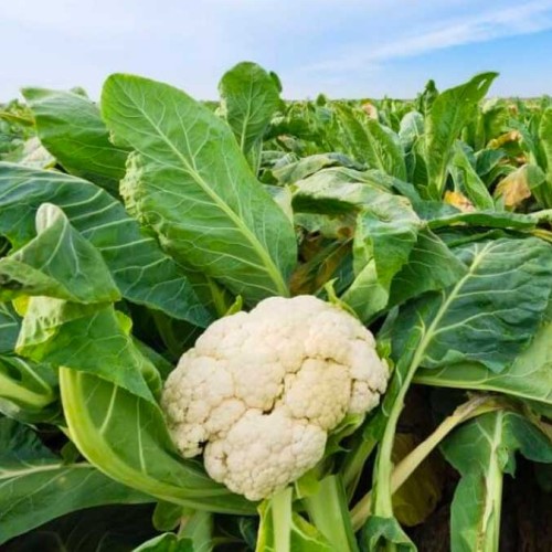 Cauliflower
