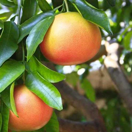 Grapefruit