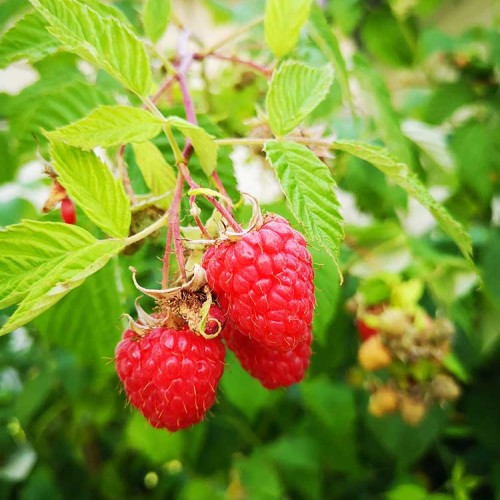Raspberry