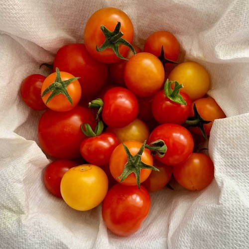 Tomato vegetable of the year 2022