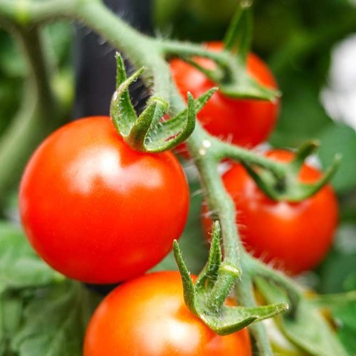 Tomato vegetable of the year 2022