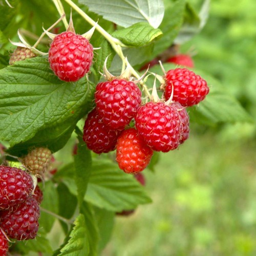 Raspberry fruit of 2022