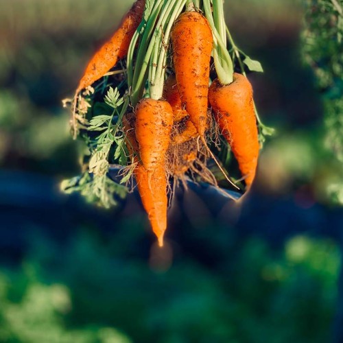Carrots vegetalbe of the year 2023