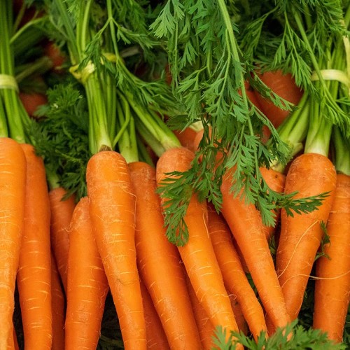Carrots vegetalbe of the year 2023