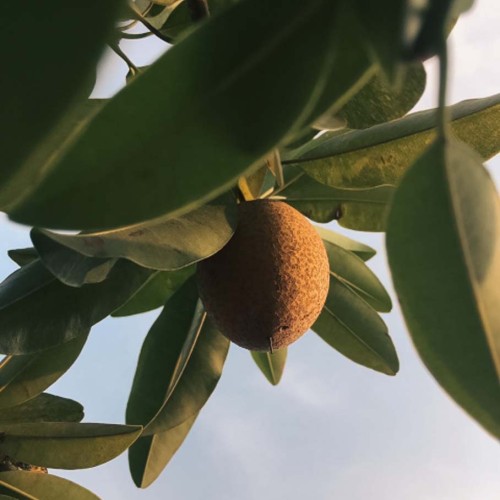 Kiwi fruit of the year 2023