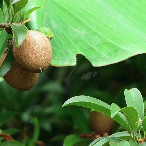 Kiwi fruit of the year 2023