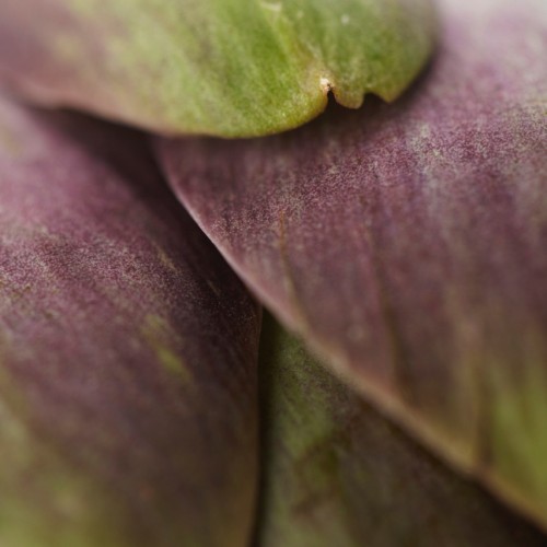 vegetable of the year 2024 : artichoke