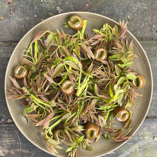 Walnootblad boombons