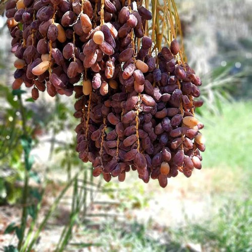 Fruit of the year 2026 - Date