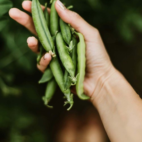 Peas - vegetable of the year 2026