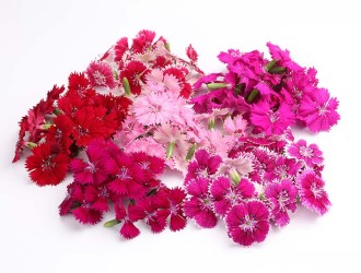 Fivola blossom 